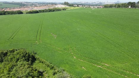 Cultivo-De-Soja-Cerca-Del-área-Urbana-De-La-Ciudad,-Vista-De-Drones