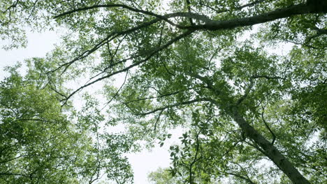 Orbiting-and-slowly-descending-down-to-show-the-rest-of-the-trees-and-the-undergrowth-of-the-mangrove-forest-in-Bangphu-in-Samut-Prakan-in-Thailand