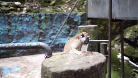 Macaco-De-Cola-Larga-Mirando-Alrededor-De-Las-Cuevas-De-Batu