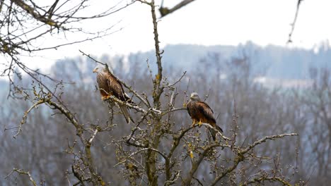 2-red-kites-sitting-on-the-tree