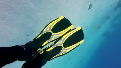 scuba-diver-wearing-black-wetsuit-and-fins-with-yellow-highlights-is-taking-a-photo-of-their-fins-while-hovering-above-a-sandy-seafloor-with-coral-reef-in-crystal-clear-blue-water-on-a-sunny-day