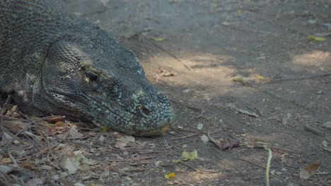 head-of-Komodo-dragon-resting-on-the-ground