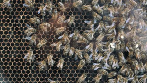 Fleißige-Honigbienen-In-Einem-Bienenstock-Bei-Der-Arbeit