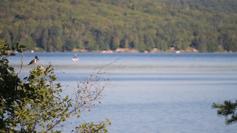 Martín-Pescador-Con-Cinturón-Posado-En-Una-Rama-Con-Un-Lago-En-El-Fondo