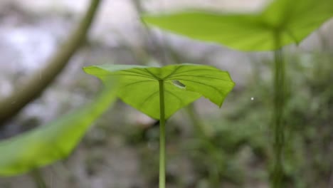 Heavy-raindrops-falling-on-torn-arrow-leaf,-Xanthosoma-sagittifolium-plant,-slow-zoom
