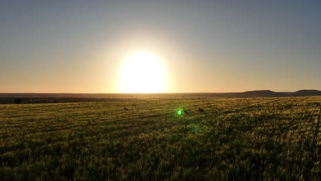 Lens-Flare-Sonnenuntergang-Kängurus-Australien
