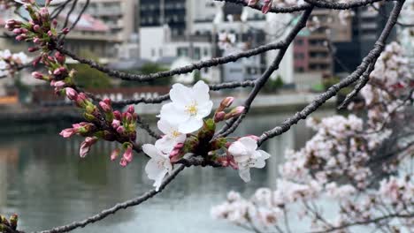 Closeup-shot-of-sakura-cherry-blossom-flowers-above-japanese-river-and-city-iconic-petals-blowing-in-the-wind