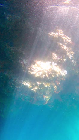 Vista-Vertical-De-Los-Arrecifes-De-Coral-Submarinos-Iluminados-Por-La-Luz-Del-Sol.