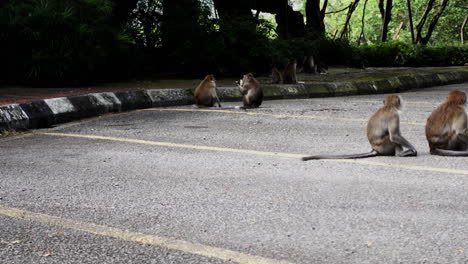 Monos-Macacos-De-Cola-Larga-Sentados-Y-Alimentándose-En-Terreno-De-Concreto-En-Kuala-Lumpur,-Malasia