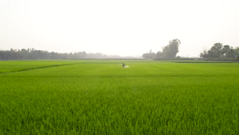 Agricultor-Rociando-Medicamentos-En-Campos-De-Arroz-Verdes-Agricultura-Bangladesh