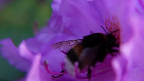 Hummel-Bestäubt-Lila-Blumen-Im-Park