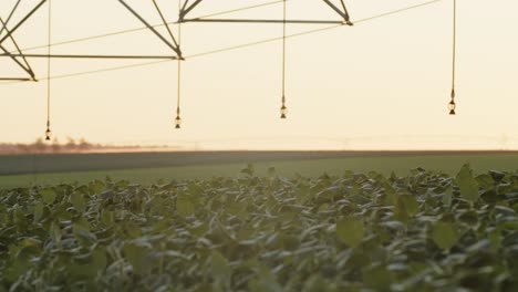 Irrigation-system-in-a-soyabean-field