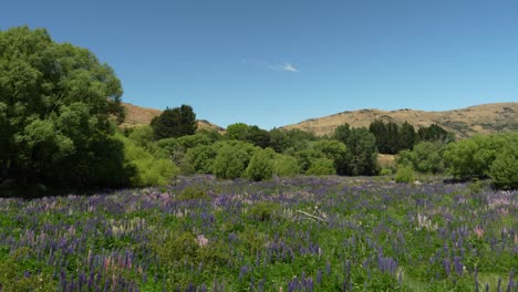 Sea-of-Lupine-Flowers-near-Lake-Tekapo,-New-Zealand