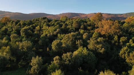 Überraschungsflug-Mit-Einer-Drohne,-Bei-Dem-Man-Eine-Grüne-Gegend-Mit-Wacholderbüschen-Sieht-Und-Einen-Großen-Berg-Mit-Einem-Kastanienwald-Entdeckt,-Der-Zur-Goldenen-Stunde-Schatten-Wirft,-Bei-Blauem-Himmel-In-Avila,-Spanien