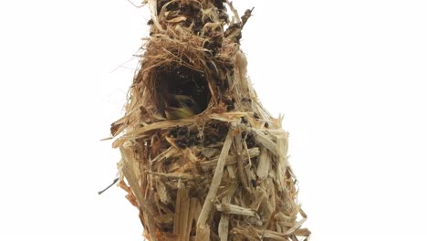 Hummingbird-in-nest-.-eyes-