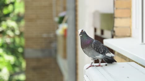 City-pigeon-on-air-conditioner-external-unit