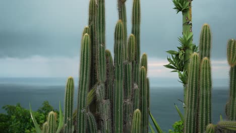 Cactus-Altos-En-Clima-Tormentoso-Tropical-En-La-Isla-Caribeña,-Santa-Lucía