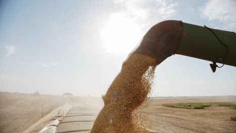 Harvester-unloading-soybeans-into-truck-after-harvest