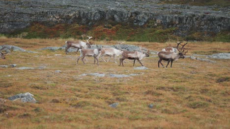 Eine-Herde-Rentiere-Streift-Und-Grast-In-Der-Herbstlichen-Tundra-In-Nohtern,-Norwegen