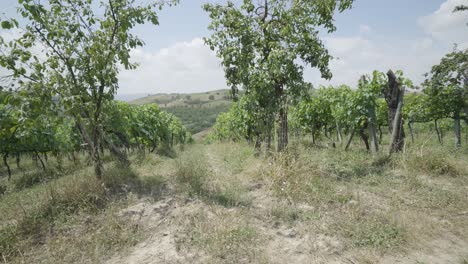 Weinberge-Und-Weingut-In-Der-Toskana,-Italien,-Landwirtschaftliche-Flächen-Für-Die-Produktion-Von-Rot--Und-Weißwein