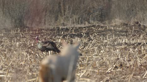 Turkey-walking-in-a-field-with-a-dog-decoy-in-the-foreground