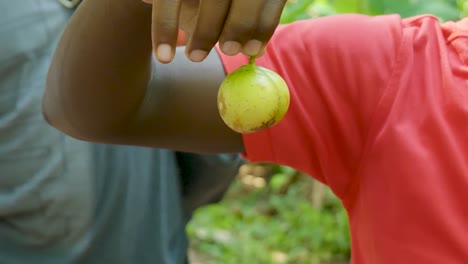 Tanzania-male-wearing-red-shirt-holding-whole-ripe-aromatic-nutmeg-between-fingers