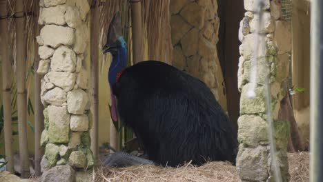 Cassowary-perched-in-its-nest-amidst-stone-columns