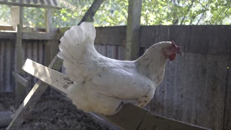 Pollo-Blanco-Sentado-Quieto-A-La-Sombra-Del-Sol-De-La-Mañana,-En-Una-Escalera-De-Madera-En-Un-Gallinero,-Primer-Plano