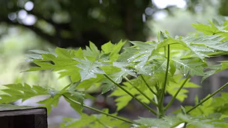 Heavy-raindrops-falling-on-papaya-leaves,-closeup-rain