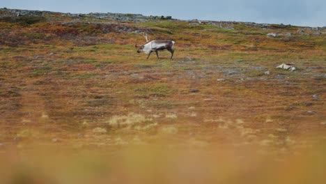 A-reindeer-with-magnificent-antlers-roams-through-the-autumn-tundra