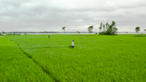 Farmer-working-in-beautiful-green-paddy-field-cloudy-weather