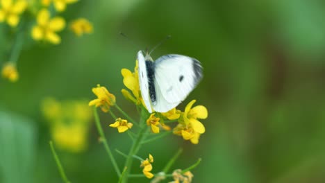 Un-Primer-Plano-Captura-Una-Mariposa-Blanca-De-Repollo-Polinizando-Vibrantes-Flores-De-Colza-Amarillas,-Vistas-Panorámicas-Del-Hermoso-Campo