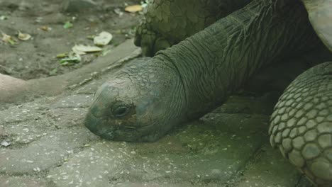 Giant-Tortoise-In-Prison-Island-Zanzibar,-Tanzania---Close-Up