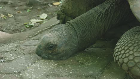 Tortuga-Gigante-En-La-Isla-Prisión-De-Zanzíbar,-Tanzania---Cerrar