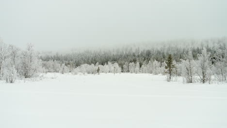 Lappland-Winterlandschaft,-Schneebedeckte-Kiefern-Und-Zugefrorenen-See