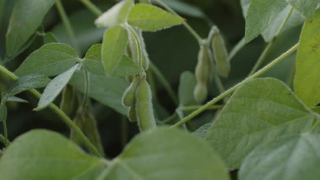 Soybeans-plantation-in-Brazil