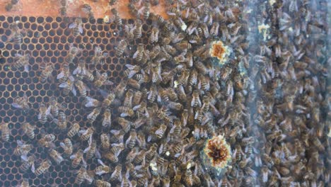 Cientos-De-Abejas-Melíferas-Ocupadas-En-Una-Colmena-Trabajando