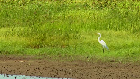 Great-Egret-Standing-On-Green-Grass-At-Blackwater-Refuge-In-Cambridge,-Maryland,-USA