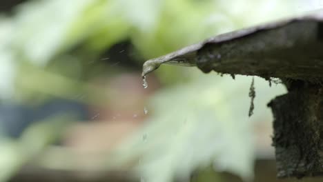 Gotas-De-Lluvia-Cayendo-Del-Techo-Puntiagudo-De-Metal-Con-Musgo-Y-Moho