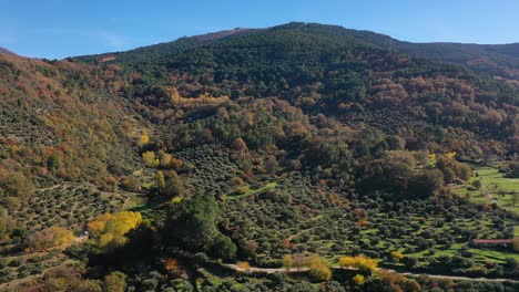 Alemán-Flug-Am-Hang-Eines-Berges-Mit-Großer-Vielfalt-An-Vegetation-Im-Herbst-Gibt-Es-Kiefern,-Eichen,-Wacholder-Und-Steineichen-Gibt-Es-Getreidefelder-Und-Olivenhaine-An-Einem-Morgen-Avila-Spanien