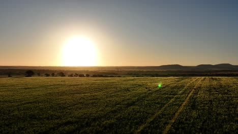 Langsame-Drohnenspur-Von-Kängurus,-Die-Während-Eines-Wunderschönen-Sonnenuntergangs-Durch-Ein-Feld-Hüpfen