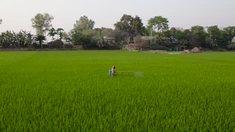 Agricultor-Rociando-Medicamentos-En-Campos-De-Arroz-Verdes-Agricultura-Bangladesh