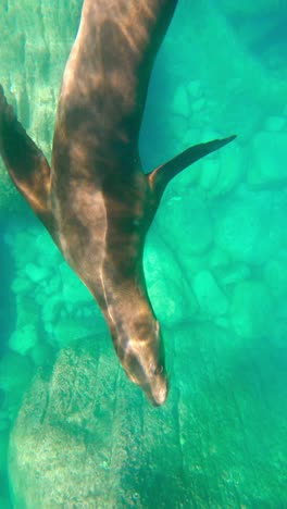 Closeup-Of-Playful-Seal-Calf-Swimming-In-The-Ocean-With-Clear-Water