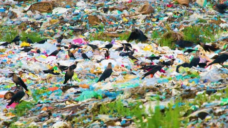 Schwarm-Krähen-Fressen-Gefährlichen-Plastikmüll-Auf-Mülldeponien
