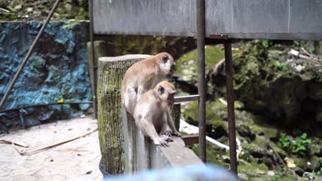 Young-And-Adult-Long-tailed-Macaque-At-Batu-Caves-In-Malaysia