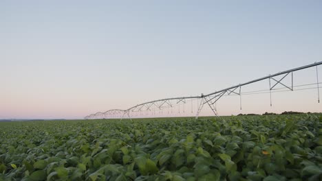 Irrigation-system-in-a-soyabean-field