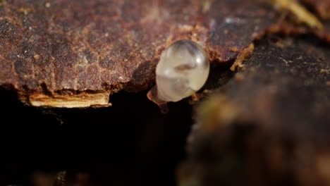 Makroaufnahme-Einer-Winzigen-Schnecke,-Die-über-Baumrinde-Kriecht