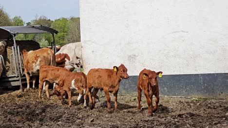 A-group-of-cows-are-standing-in-a-field-next-to-a-white-wall