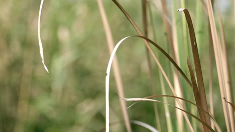 Swaying-and-bending-as-it-gets-blown-by-the-wind,-the-blades-of-grass-of-Brachiaria-mutica-also-known-as-buffalo-grass-are-cultivated-for-cattle-feeding-in-pastures-all-over-the-world