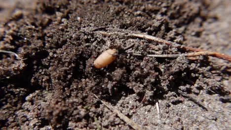 Schwarze-Ameisen-Laufen-Durch-Den-Boden---Makroaufnahme